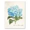 Hydrangea Illustration 12" x 16" Canvas Wall Art
